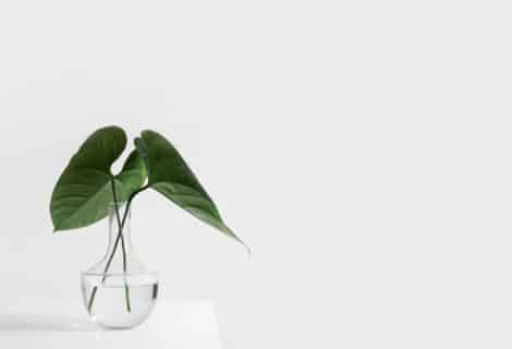 sarah dorweiler x2Tmfd1 SgA unsplash 470x320 - Biophilic Design - What the heck is it?